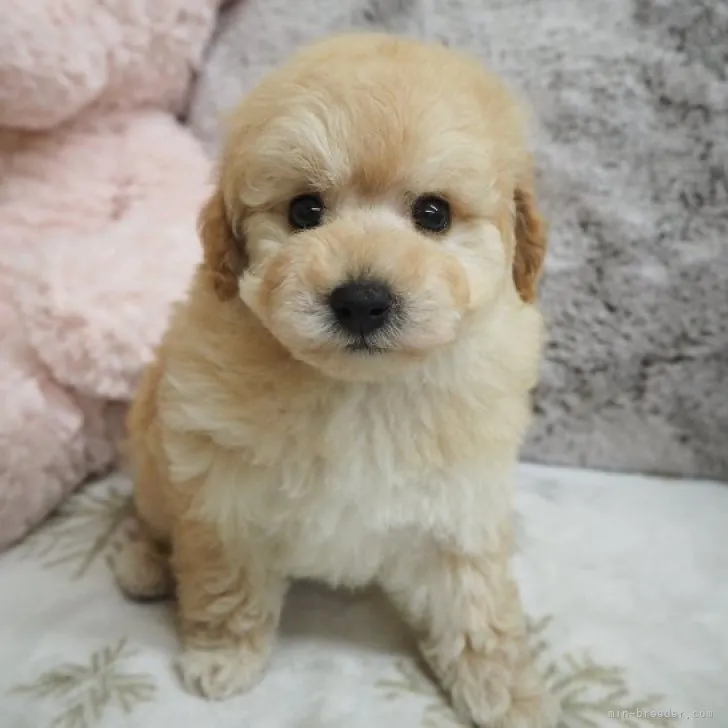 ID:2303-03879の子犬