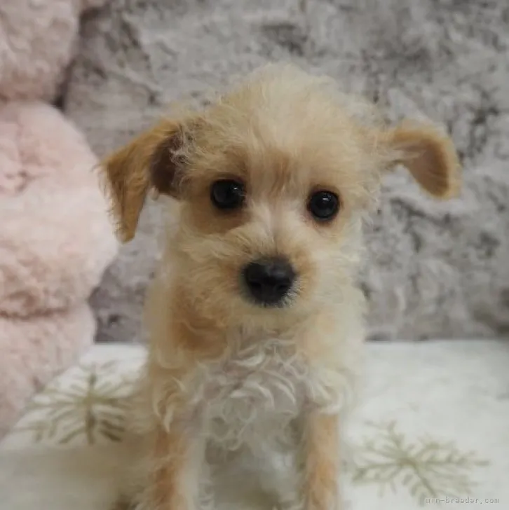 ID:2303-03360の子犬