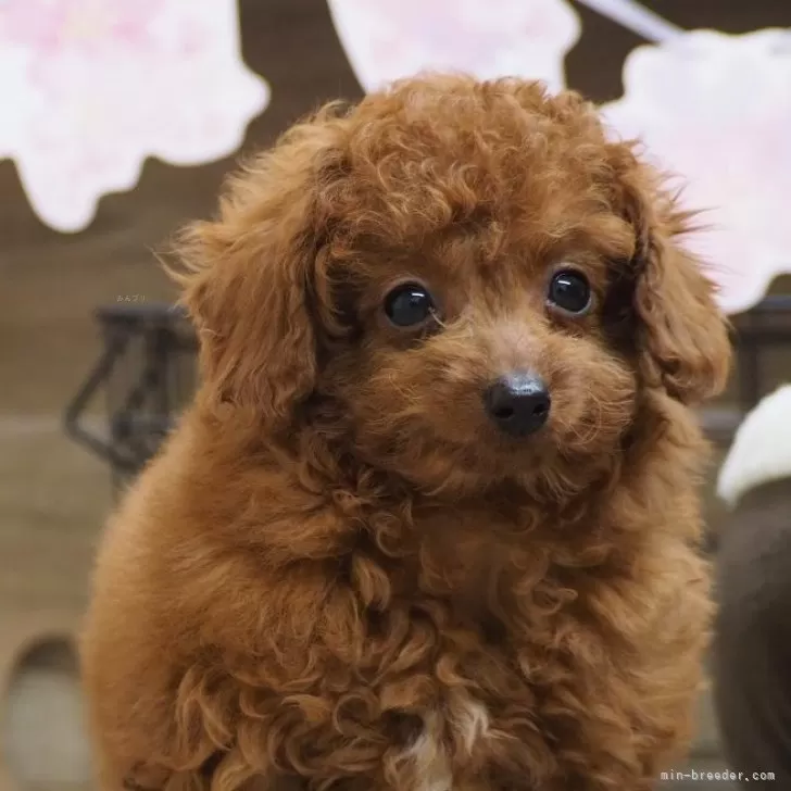 ID：2403-06470の子犬