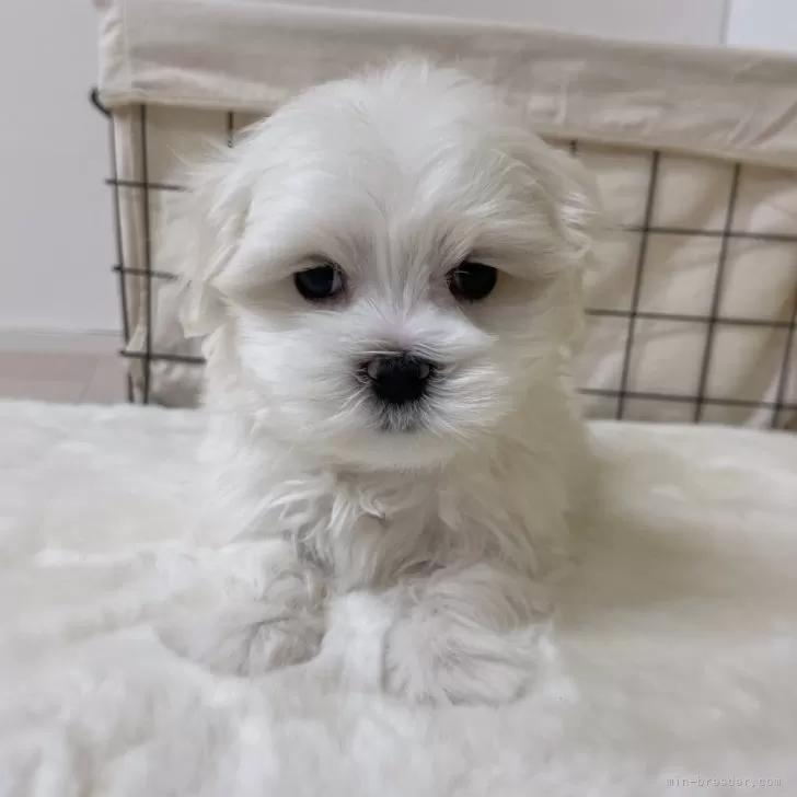 ID:2401-06382の子犬