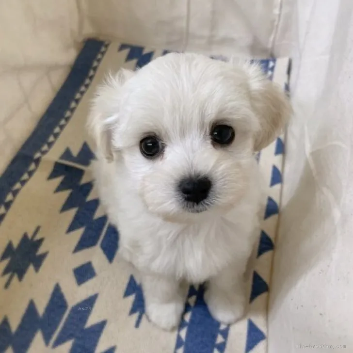 ID:2310-05708の子犬