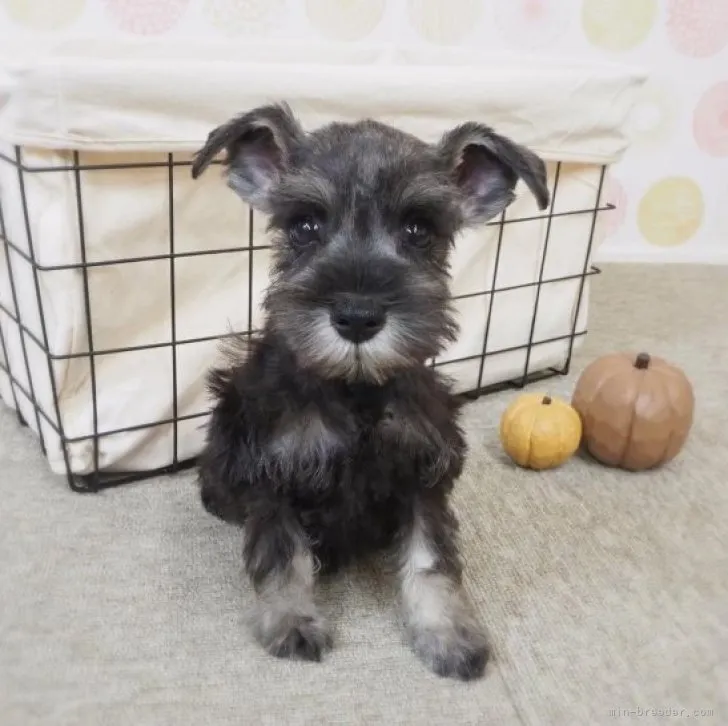 ID:2310-00005の子犬