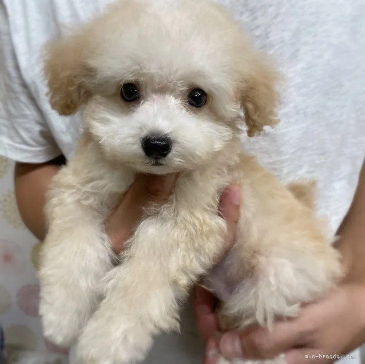 ID:2307-03826の子犬