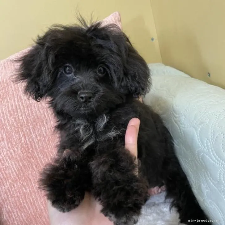ID:2211-00456の子犬