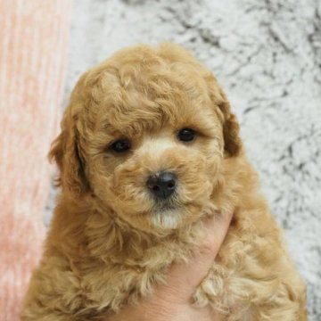 トイプードル(トイ)【岐阜県・男の子・2022年12月29日・アプリコット】の写真「体つきのしっかりした子です」