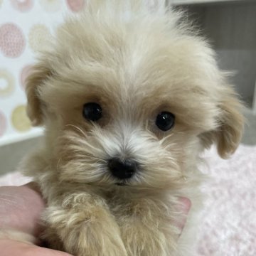 マルプー(マルチーズ×トイプードル)【岐阜県・女の子・2024年7月29日・薄茶】の写真「動画更新しました」