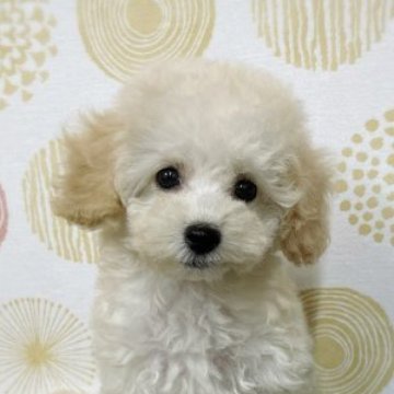 マルプー(マルチーズ×トイプードル)【岐阜県・女の子・2023年5月10日・クリーム】の写真「明るい子です。」
