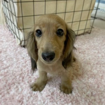 ミニチュアダックスフンド(ロング)【岐阜県・男の子・2023年7月17日・シェーデッドイエロー】の写真「写真動画更新しました。」