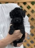 トイプードル(トイ)【岐阜県・男の子・2024年7月10日・ブラック】の写真3