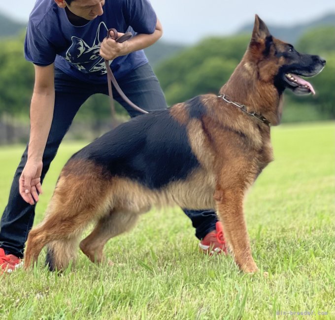 父犬タイスン｜ケレショグル　シャキル(けれしょぐる　しゃきる)ブリーダー(岐阜県・ジャーマン・シェパード・ドッグ・JSV登録)の紹介写真3