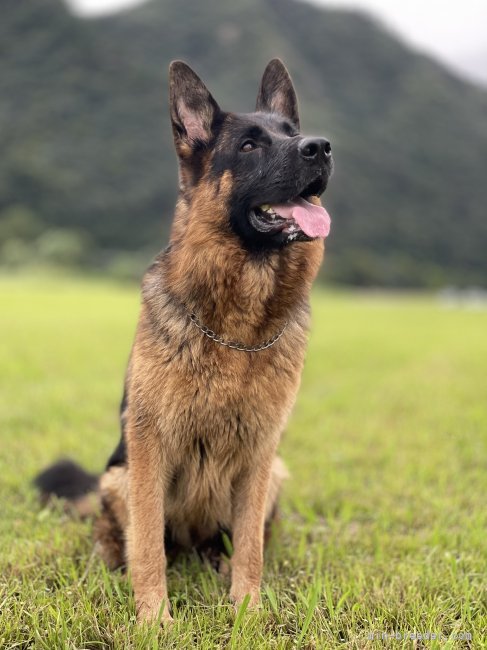 母犬アシ｜ケレショグル　シャキル(けれしょぐる　しゃきる)ブリーダー(岐阜県・ジャーマン・シェパード・ドッグ・JSV登録)の紹介写真4