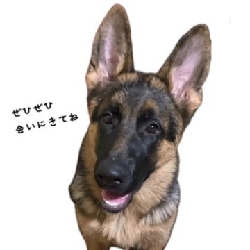 ジャーマン・シェパード・ドッグ【岐阜県・女の子・2025年6月5日・ブラックタン】の写真「ボール遊びが大好き♪ 自信まんまん‼︎」