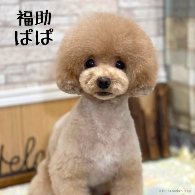 谷口樹里ブリーダー