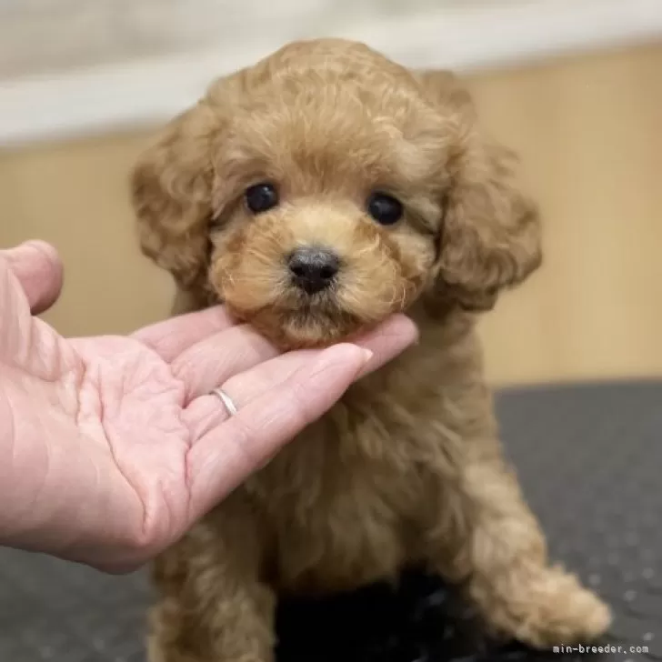 ID:2312-02967の子犬