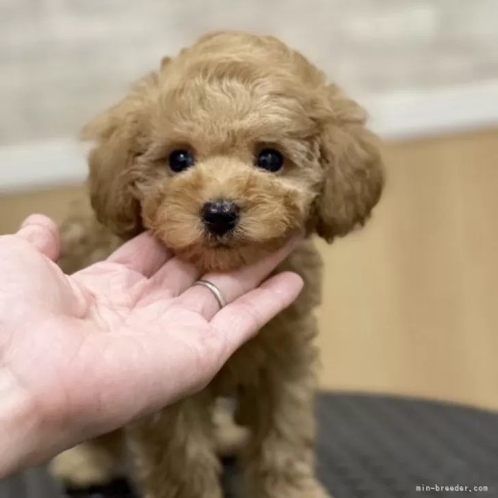 ID:2312-02965の子犬