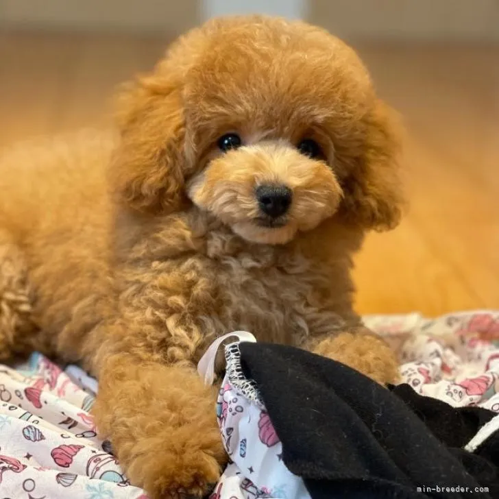 ダイスケ 様のお迎えした子犬