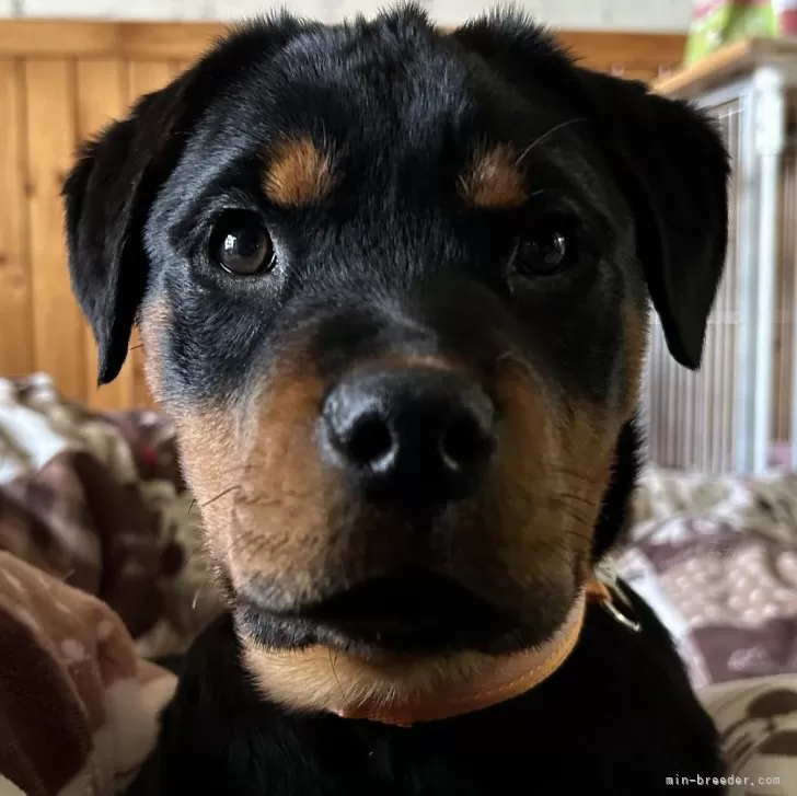 ID：2401-01931の子犬