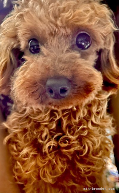 トイプードル【・男の子・2021年7月6日・レッド】