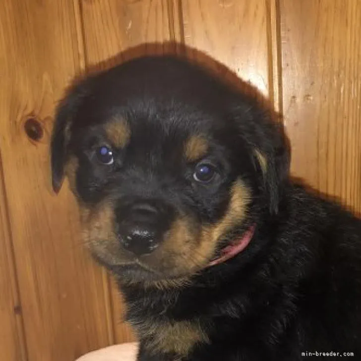 花 様のお迎えした子犬