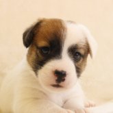 ジャックラッセルテリア