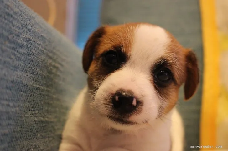 ID:2107-03606の子犬