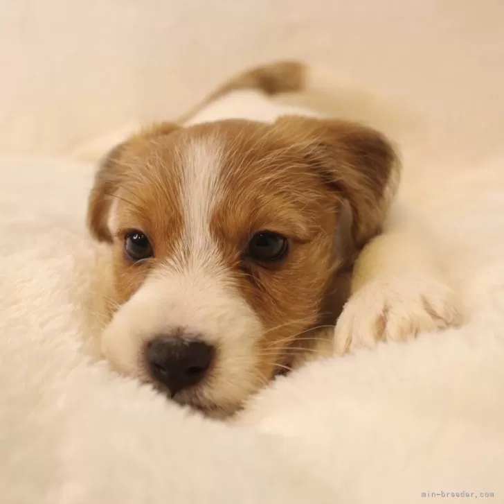 ID:2403-00874の子犬