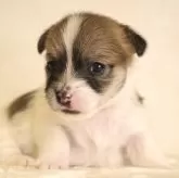 ジャックラッセルテリア【和歌山県・女の子・2024年1月20日・ホワイト&タン】の写真1