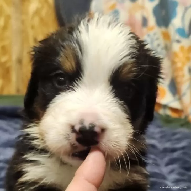 D.N 様のお迎えした子犬