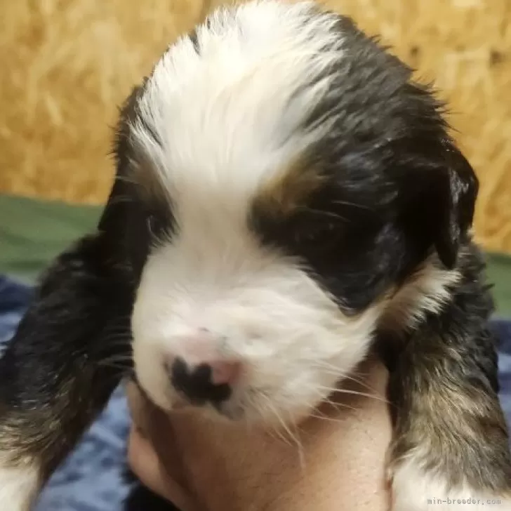 ID:2503-01145の子犬