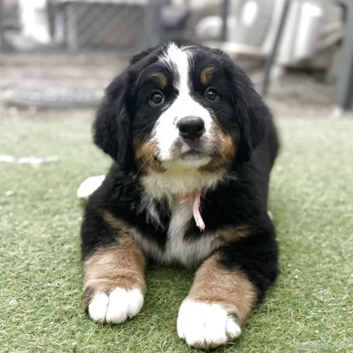 ID:2503-01993の子犬
