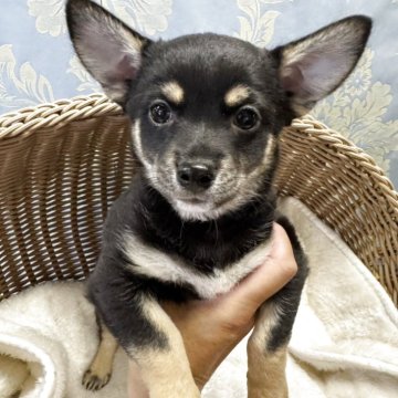 ミックス(チワワ×柴犬)【三重県・男の子・2025年5月15日・黒 (ブラックタン)】の写真「母親は黒柴　父親はチワワ」