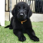 フラットコーテッドレトリバー