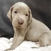 ワイマラナー