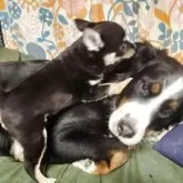 ミックス(チワワ×柴犬)【三重県・男の子・2025年5月15日・黒 (ブラックタン)】の写真6「成犬予想サイズ5～6キロ」