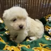 ミックス(マルチーズ×柴犬)【三重県・男の子・2025年1月4日・白】の写真10