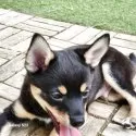 ミックス(チワワ×柴犬)【三重県・男の子・2025年5月15日・黒 (ブラックタン)】の写真3
