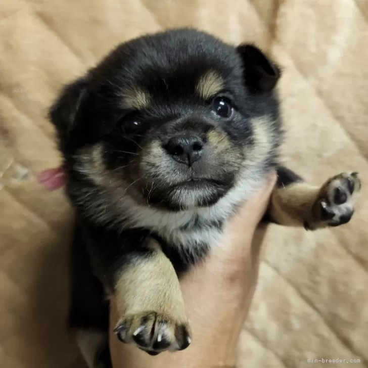 ID:2312-04023の子犬
