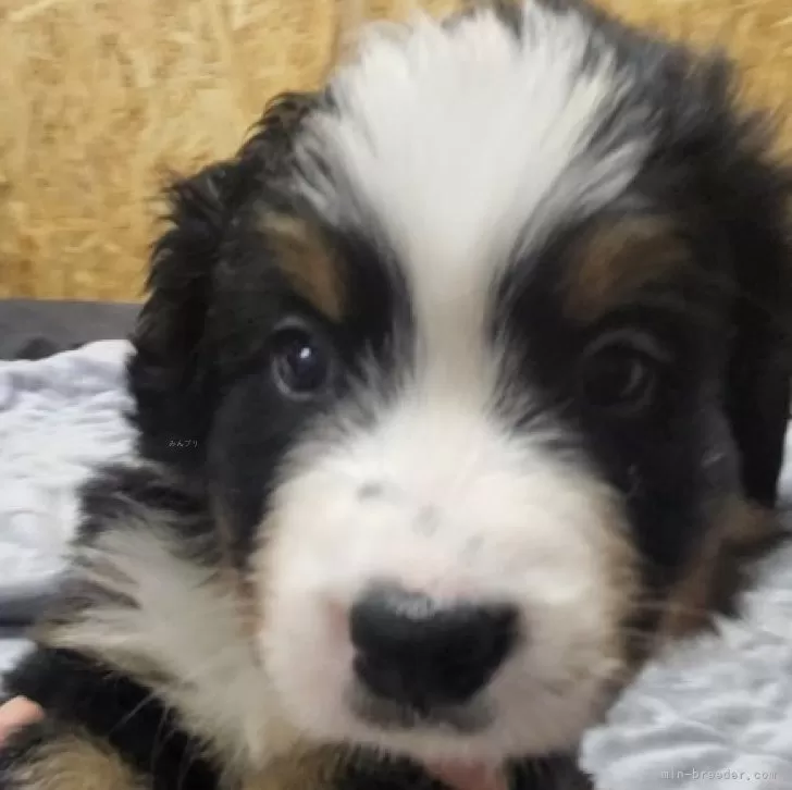 ID:2406-05059の子犬