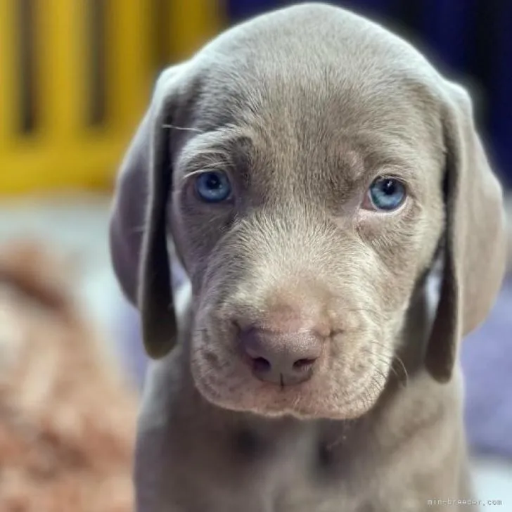 ID:2207-02272の子犬