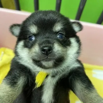 柴犬 愛知】石黒 俊昭(いしぐろ としあき)ブリーダー｜みんなのブリーダー