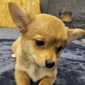 ミックス(チワワ×柴犬)【三重県・男の子・2023年12月14日・赤 (茶色)】の写真「母親は赤柴　父親はチワワ」