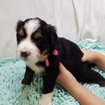 バーニーズ・マウンテン・ドッグ【三重県・女の子・2022年6月15日・ブラックラスト&ホワイト】の写真「女の子３匹、男の子９匹の１２兄妹！！」