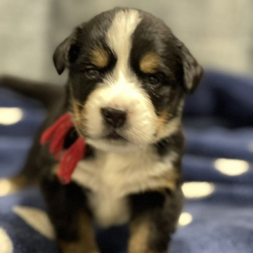 バーニーズ・マウンテン・ドッグ【三重県・女の子・2022年5月4日・ブラックラスト&ホワイト】の写真「整った顔の美人さんです！」