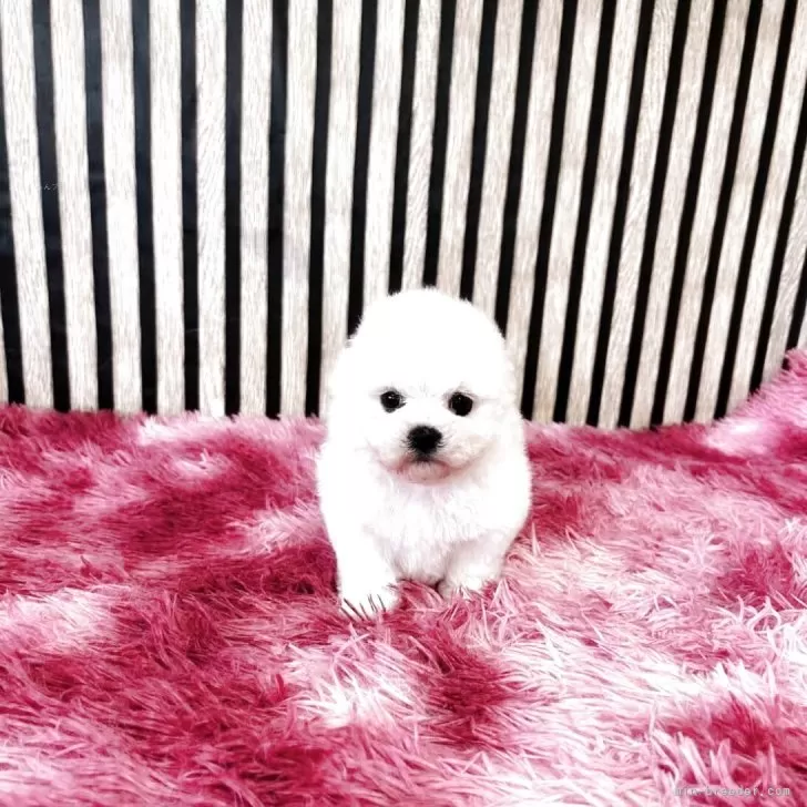 ID:2504-00798の子犬