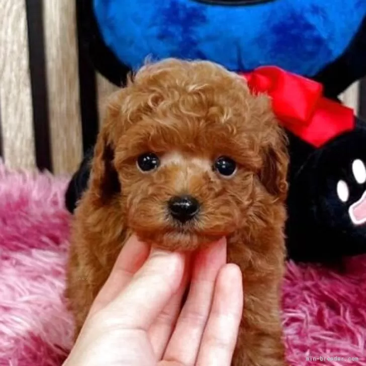 N.H 様のお迎えした子犬