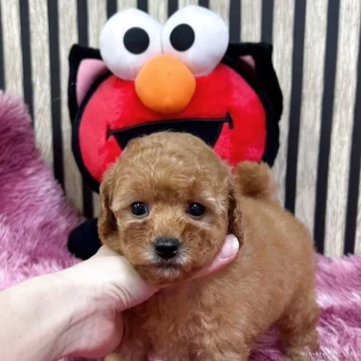タイニープードル【大阪府・女の子・2025年10月2日・レッド】の写真1