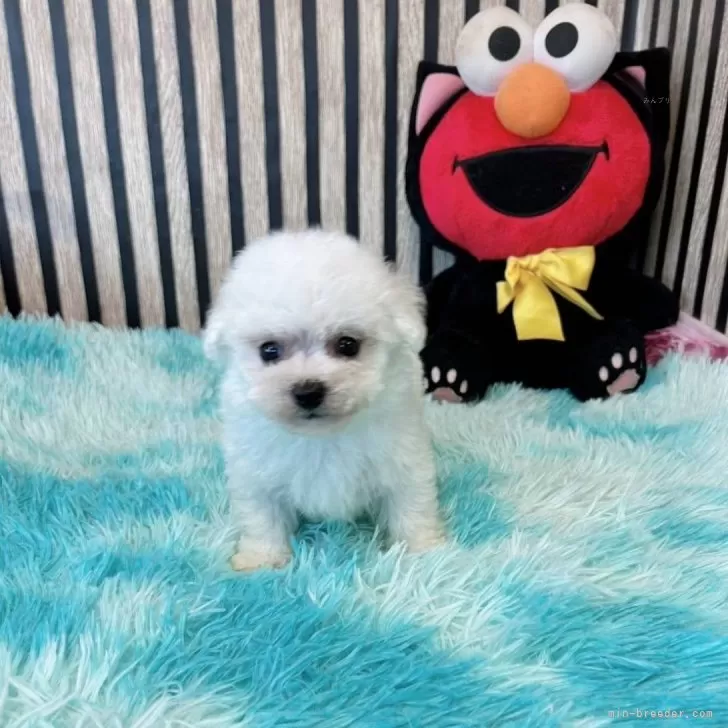 ID:2412-04336の子犬