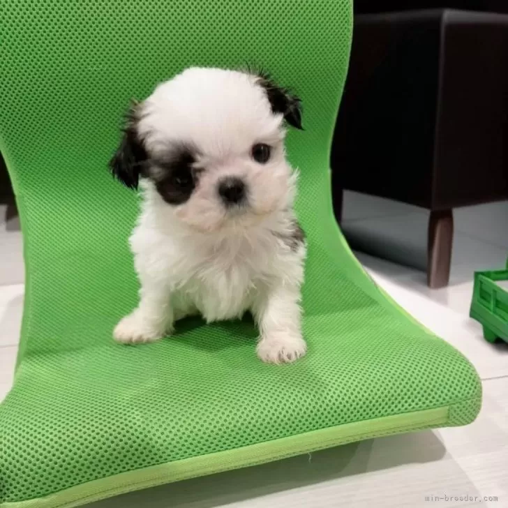 ID:2502-00937の子犬