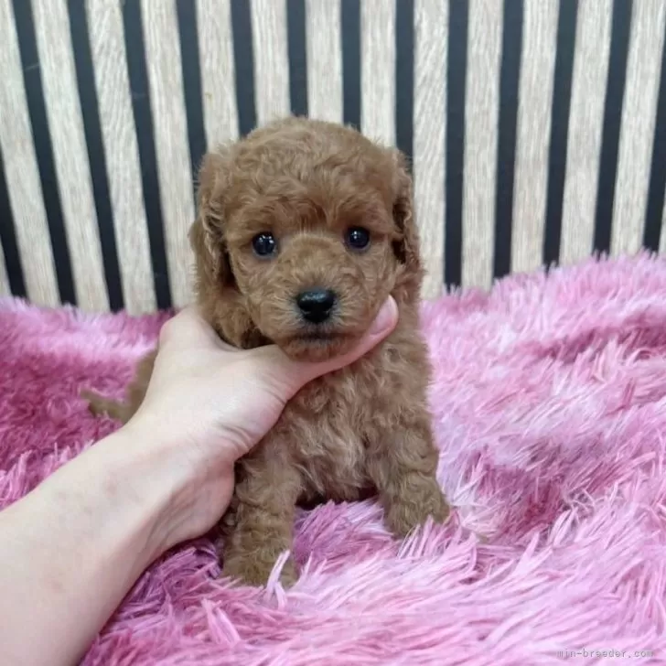 ID：2509-06001の子犬