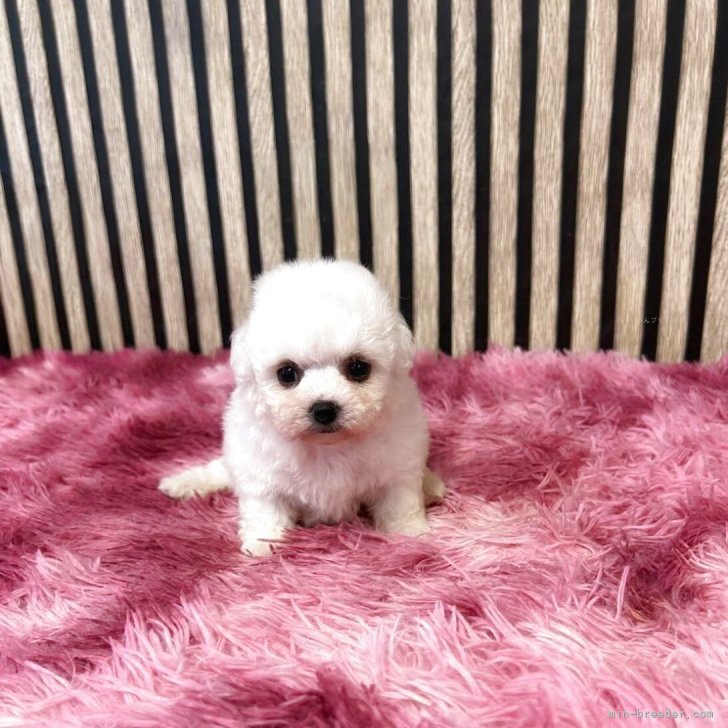 ブリーダー画像